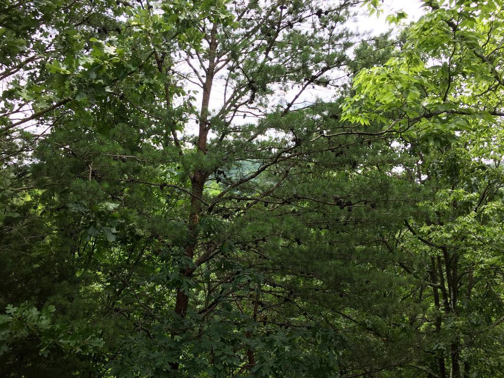 Mountain Blessings Villa Pigeon Forge Luaran gambar